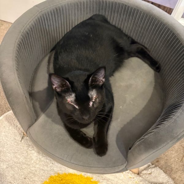 Inky - SPECIAL NEEDS - Blind is a Domestic Short Hair cat, available for adoption in Union, MO.