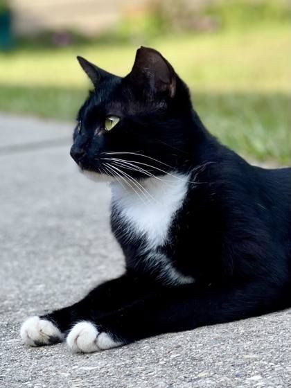 Axel is a Domestic Short Hair cat, available for adoption in River Ridge, LA.
