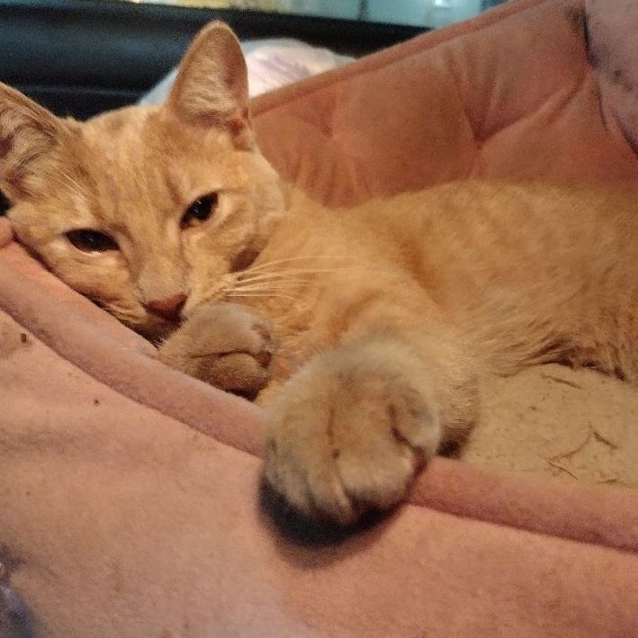 Holly is a Domestic Short Hair cat, available for adoption in Donna, TX.