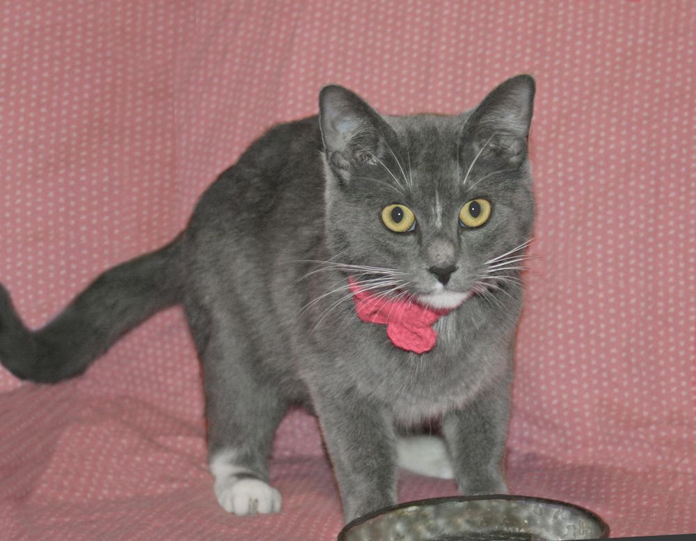 Lulu is a Domestic Short Hair and Tuxedo cat, available for adoption in Victoria, MN.