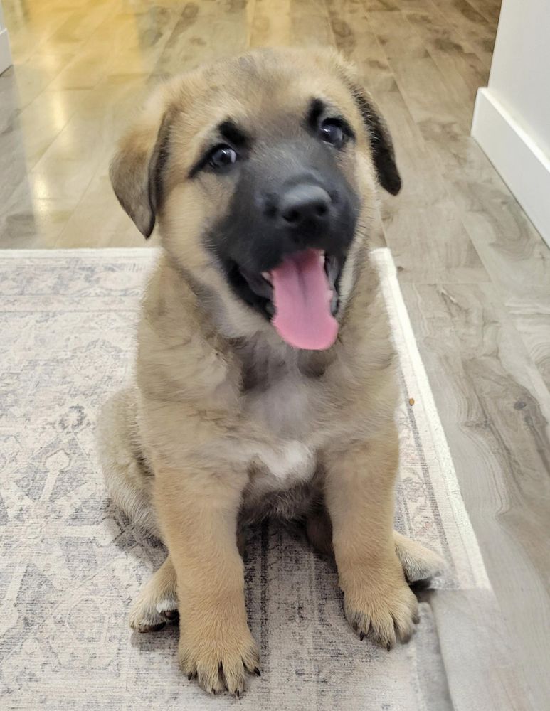 CLOVER is a German Shepherd Dog mix available for adoption in High Level, AB.