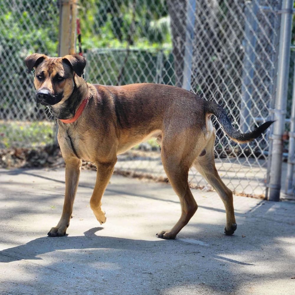 Turbo is a Lancashire Heeler mix dog, available for adoption in New Smyrna Beach, FL.