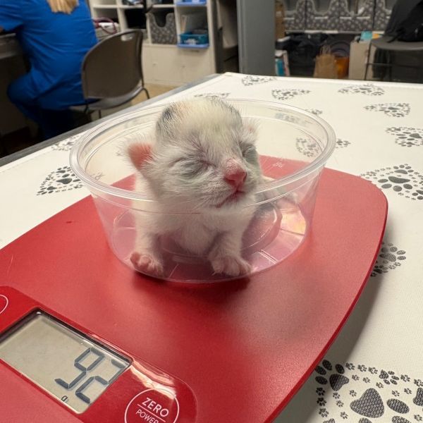 Pepperoni is a Domestic Short Hair cat, available for adoption in Birdsboro, PA.