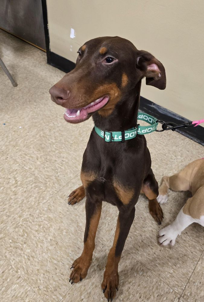Brownie is a Doberman Pinscher dog, available for adoption in Cedar Rapids, IA.
