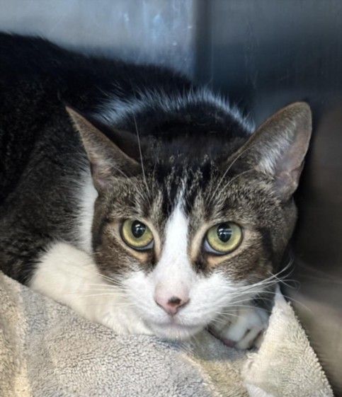 JOHNNY is a Domestic Short Hair cat, available for adoption in Los Angeles, CA.