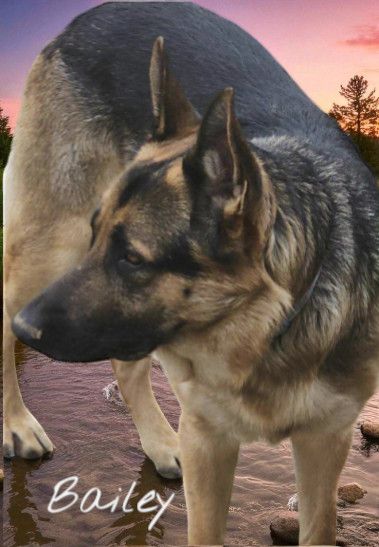 Bailey - adoption pending is a German Shepherd Dog available for adoption in Palm Harbor, FL.