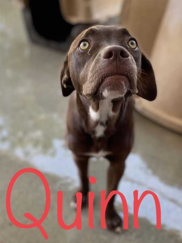 Quinn is a Catahoula Leopard Dog and Pit Bull Terrier available for adoption in Big Spring, TX.