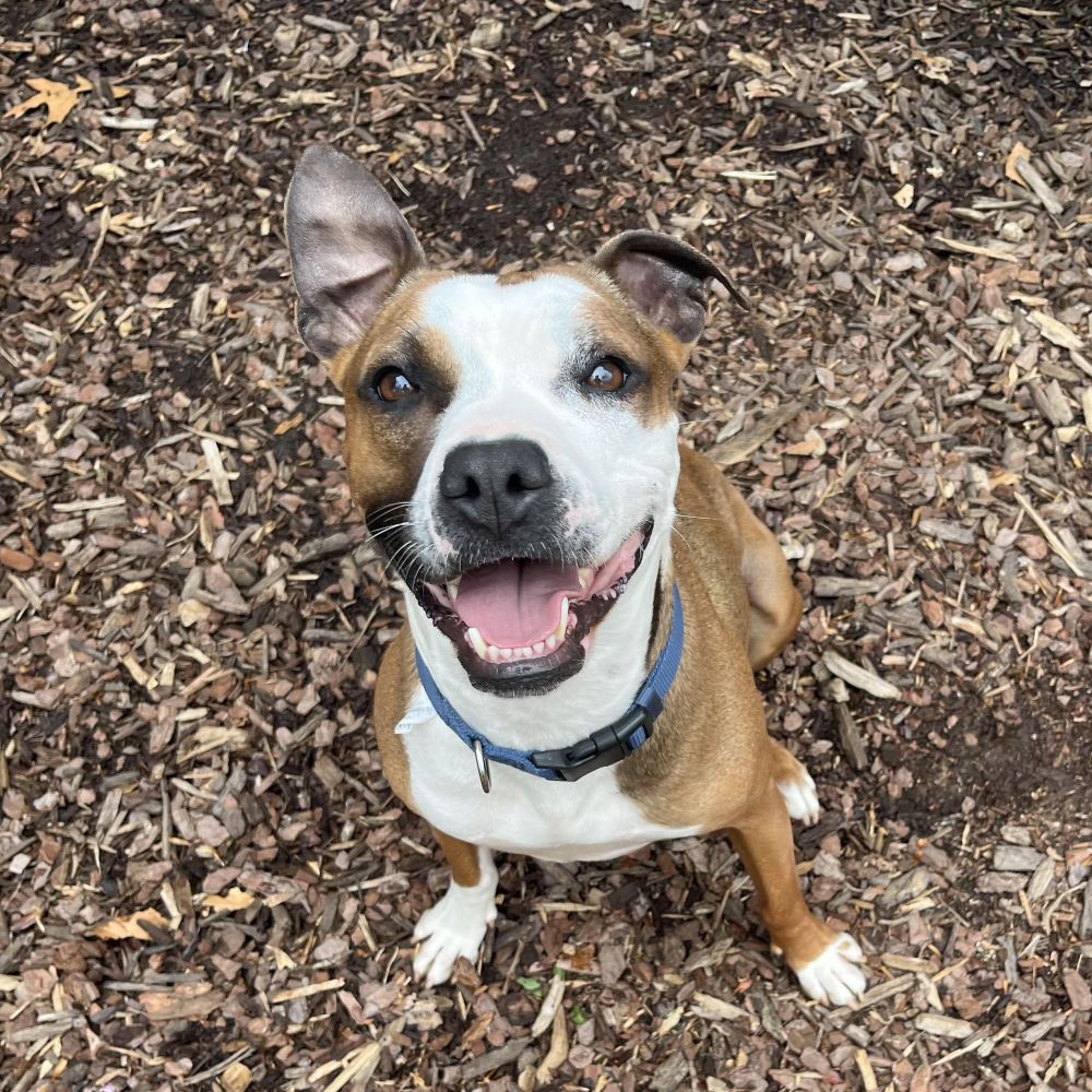 Ellie is a Pit Bull Terrier and American Staffordshire Terrier dog, available for adoption in Arnold, MD.