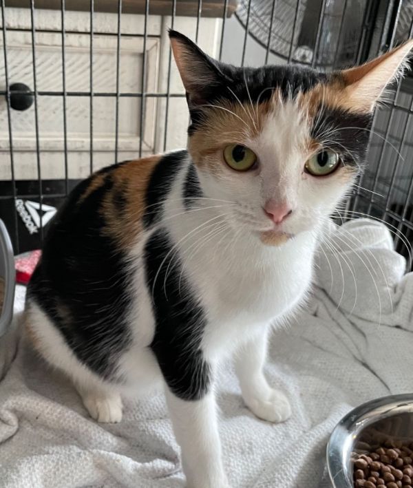 Hazel is a Domestic Short Hair mix cat, available for adoption in Dalton, GA.