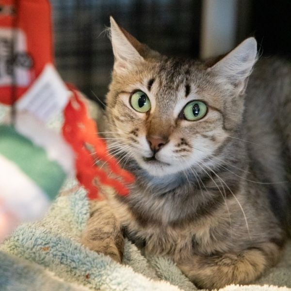 Sugarbear is a Domestic Short Hair cat, available for adoption in Austin, TX.