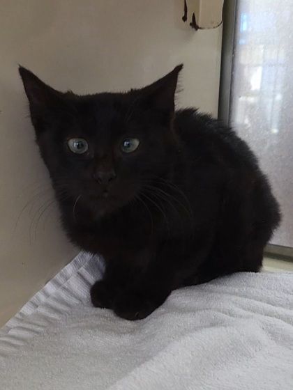 Dizzy is a Domestic Medium Hair and Domestic Short Hair cat, available for adoption in Chesapeake, VA.