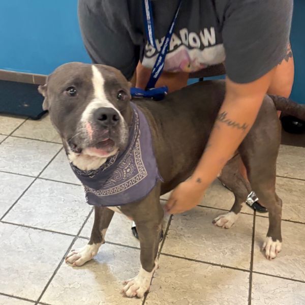 Ralsei 9871 is a Mixed Breed dog, available for adoption in Columbus, GA.