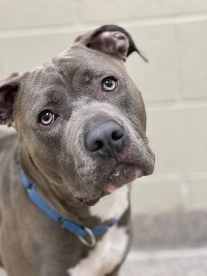 Phinneas is a Pit Bull Terrier and Mixed Breed dog, available for adoption in Fishers, IN.