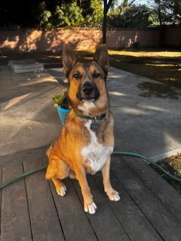 Harley Davidson Vroom 2! is a German Shepherd Dog available for adoption in Manhattan Beach, CA.
