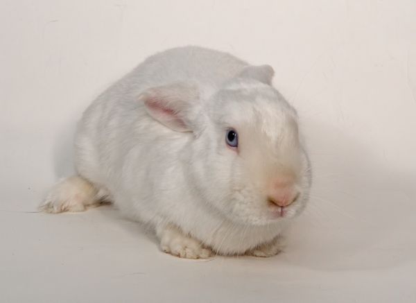 Finn is a Satin rabbit, available for adoption in San Francisco, CA.