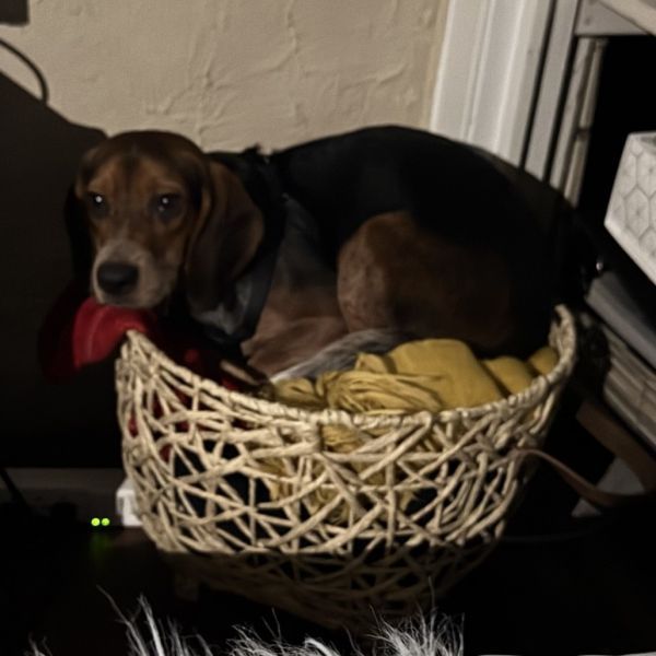 Gin is a Beagle dog, available for adoption in Northbrook, IL.