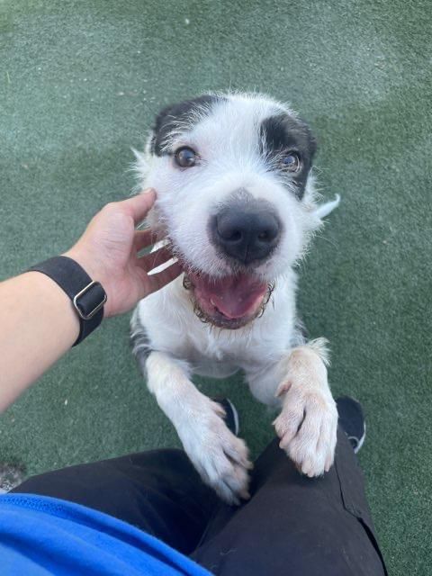 Snickerdoodle is a Terrier mix dog, available for adoption in Rockwall, TX.