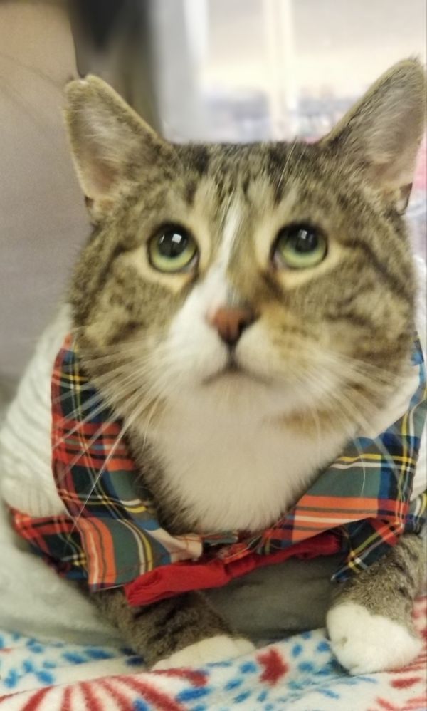 Peter is a Domestic Short Hair cat, available for adoption in Lorain, OH.