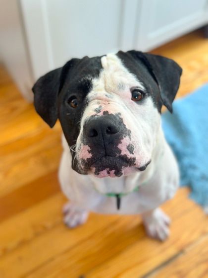 Deano is a Mixed Breed dog, available for adoption in Cincinnati, OH.