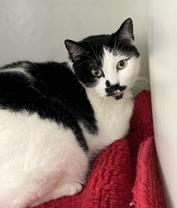 Minnie is a Domestic Short Hair mix cat, available for adoption in Genoa, IL.