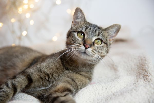 Spinderella is a Domestic Short Hair cat, available for adoption in Wheaton, IL.