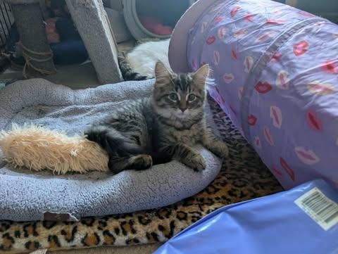 Breezy 0725 is a Domestic Medium Hair cat, available for adoption in West Bloomfield, MI.