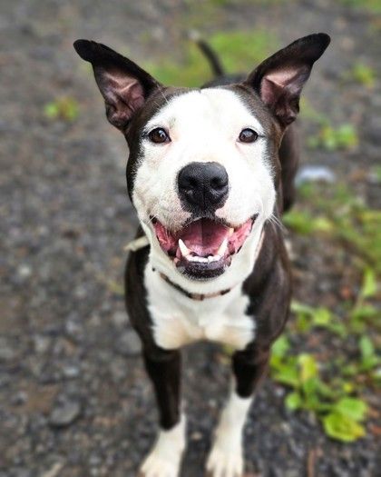 Simone is a Pit Bull Terrier and Mixed Breed dog, available for adoption in Hamilton, NJ.