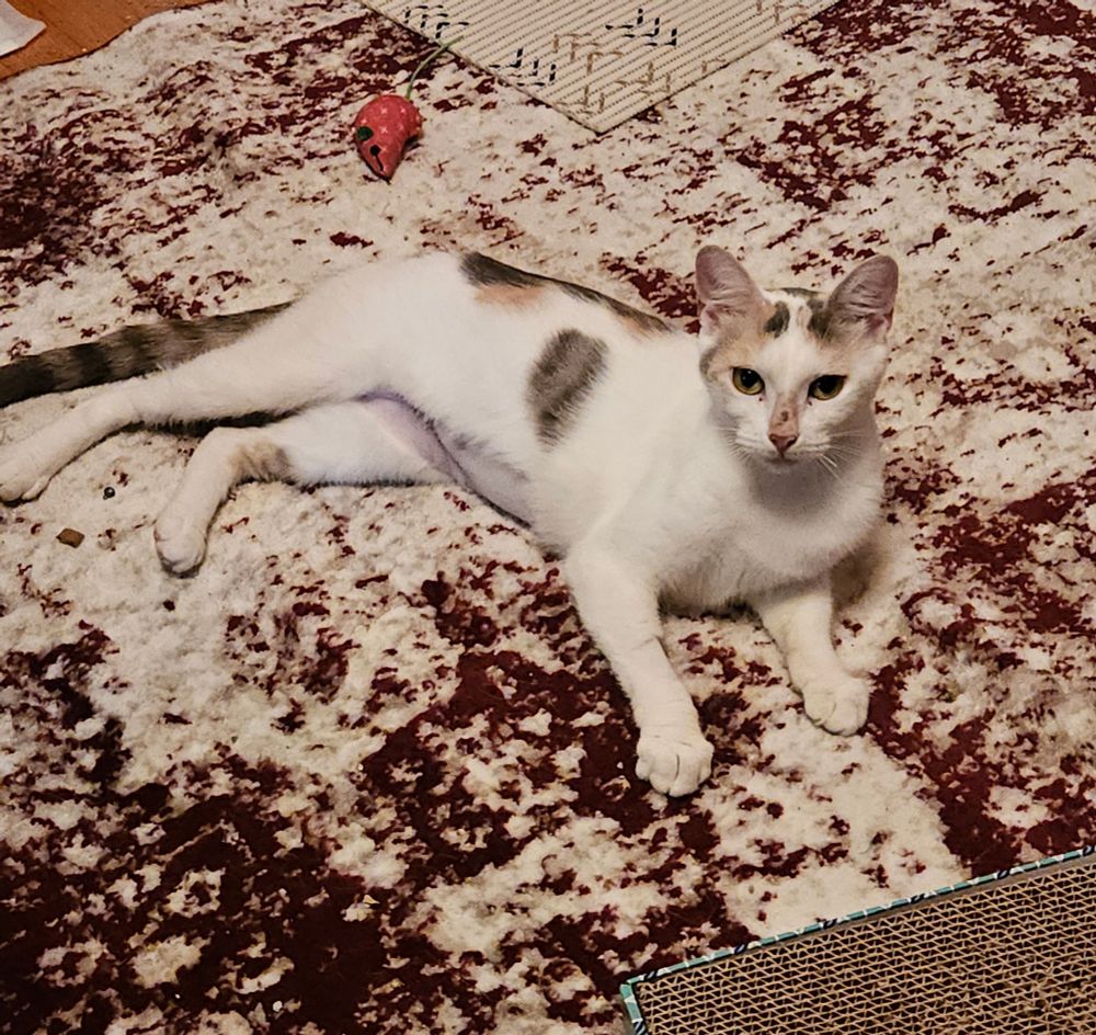 Vivian is a Calico cat, available for adoption in Atlanta, GA.