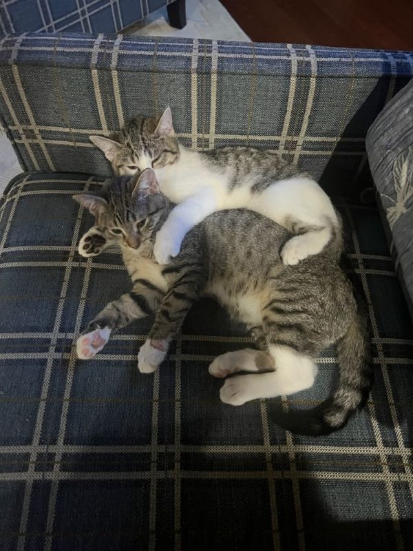 Vinni is a Domestic Short Hair cat, available for adoption in Virginia Beach, VA.