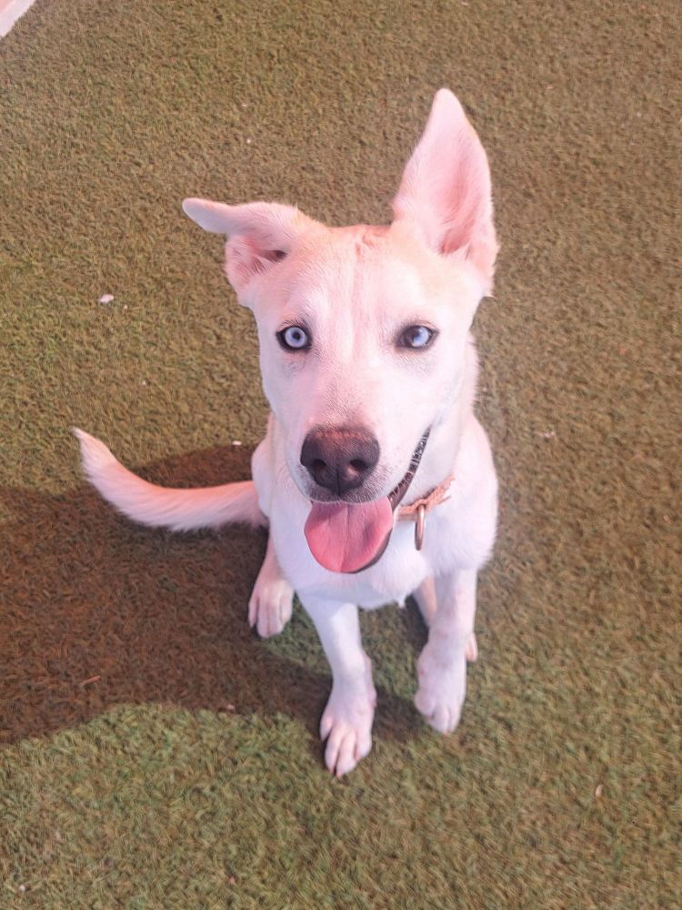 Darwin is a Siberian Husky and Pit Bull Terrier dog, available for adoption in Glendale, AZ.