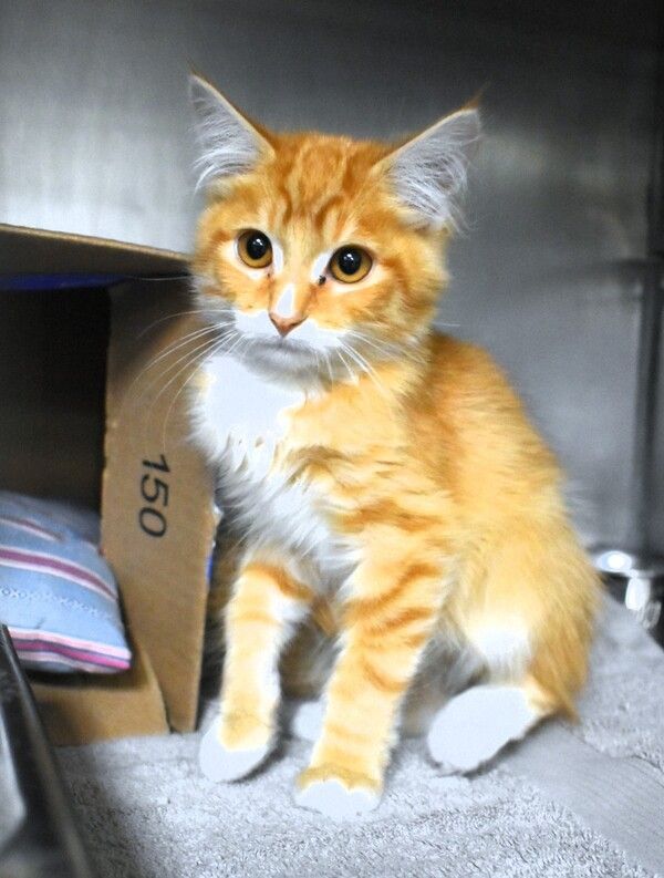 R260334/ Nemo is a Domestic Medium Hair cat, available for adoption in San Jacinto, CA.
