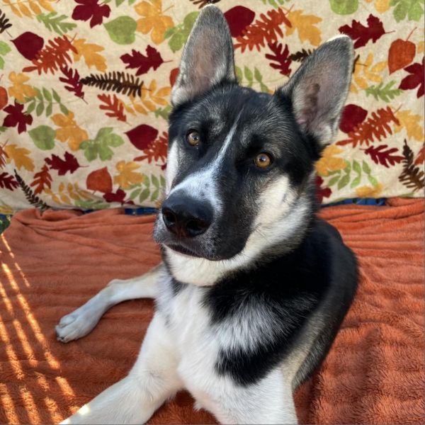 Axel is a Husky and German Shepherd Dog available for adoption in Long Beach, CA.