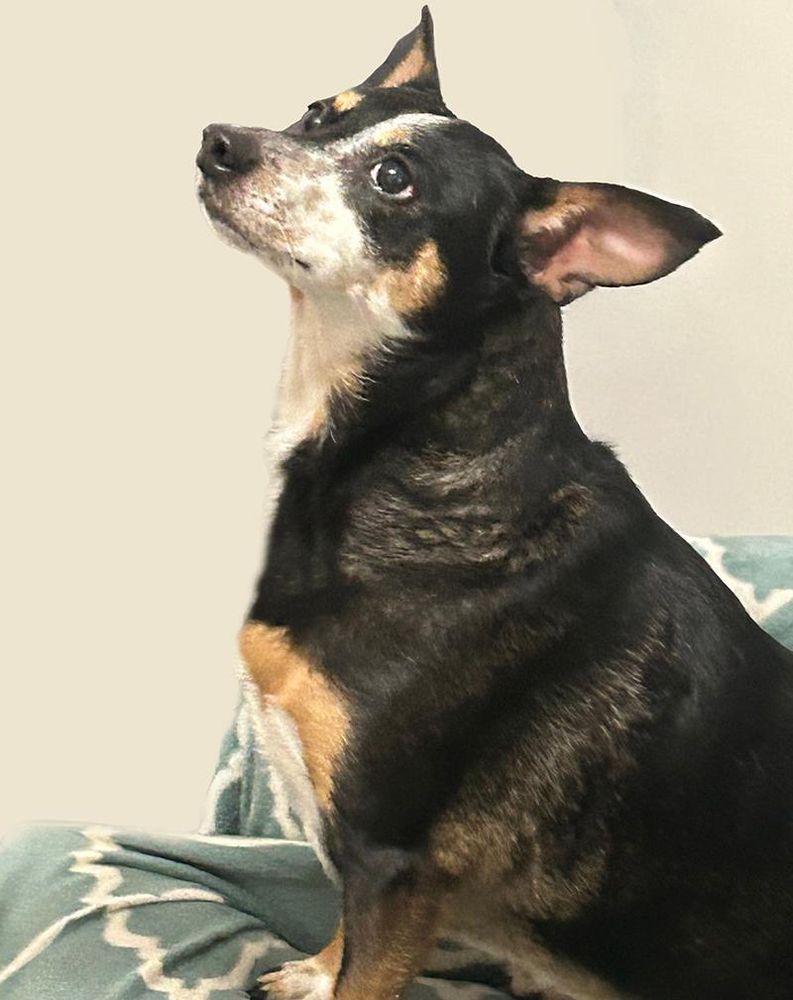 Bella is a Mixed Breed dog, available for adoption in Westfield, NY.