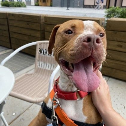 Grace is a Mixed Breed dog, available for adoption in West Chester, PA.
