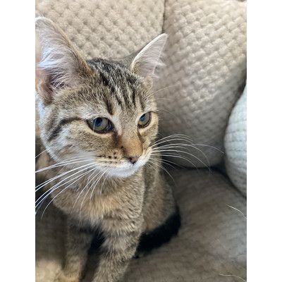 Fern is a Domestic Short Hair and Tabby cat, available for adoption in Portage, MI.