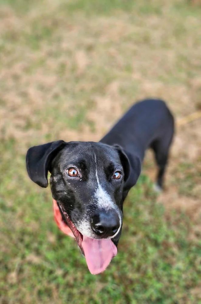 Shallow Howl is a Mixed Breed dog, available for adoption in Marshall, MO.