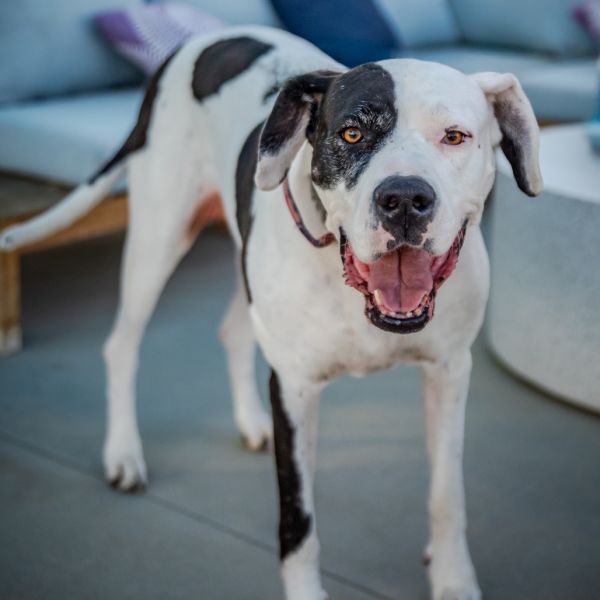 Zena A2019230 is a Great Dane dog, available for adoption in Mission Hills, CA.