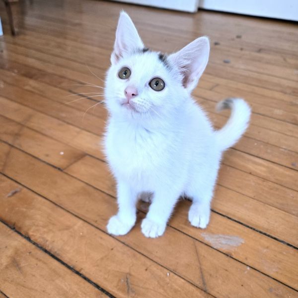 Pepperoni is a Domestic Short Hair cat, available for adoption in Birdsboro, PA.