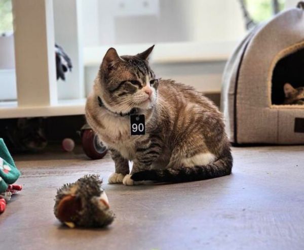 Kain is a Domestic Short Hair mix cat, available for adoption in Sultan, WA.