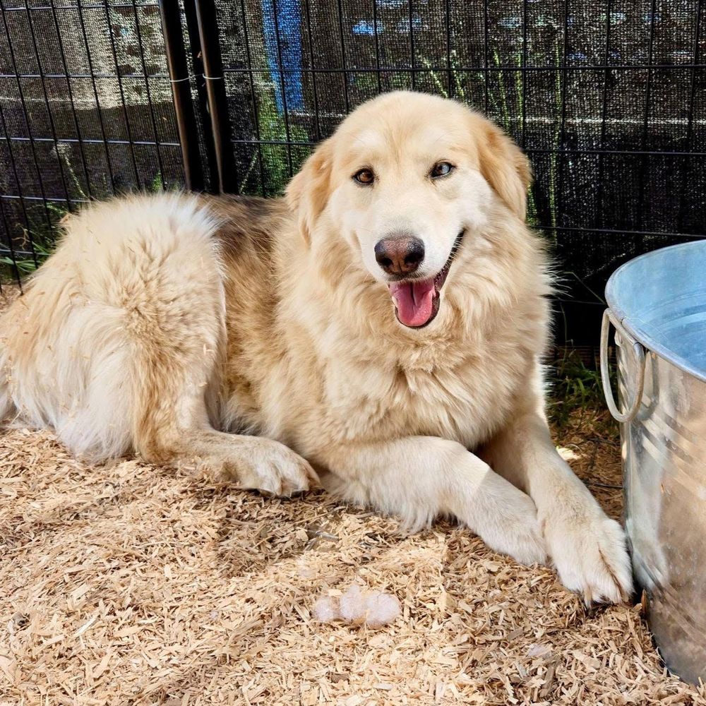Aurora & Rose is a Alaskan Malamute mix dog, available for adoption in Deer Park, WA.