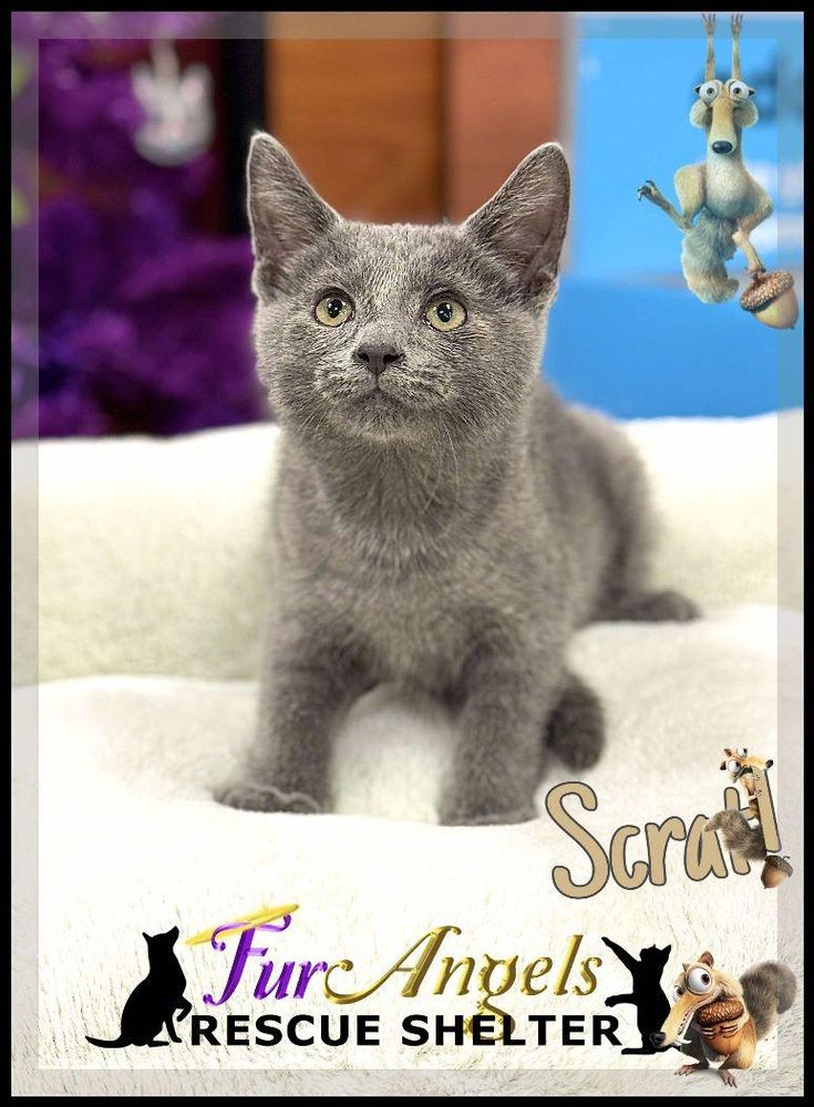 Scrat is a Domestic Short Hair cat, available for adoption in Toledo, OH.