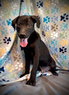 Flapjack is a Labrador Retriever mix dog, available for adoption in Pleasanton, TX.
