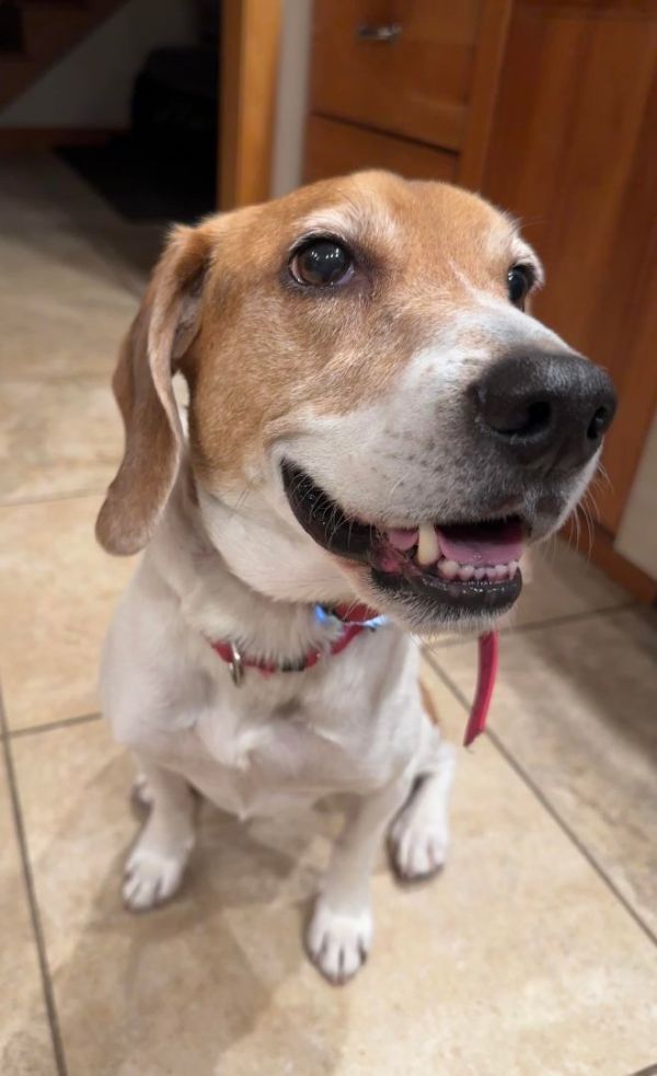 Walle is a Beagle mix dog, available for adoption in Chicago, IL.