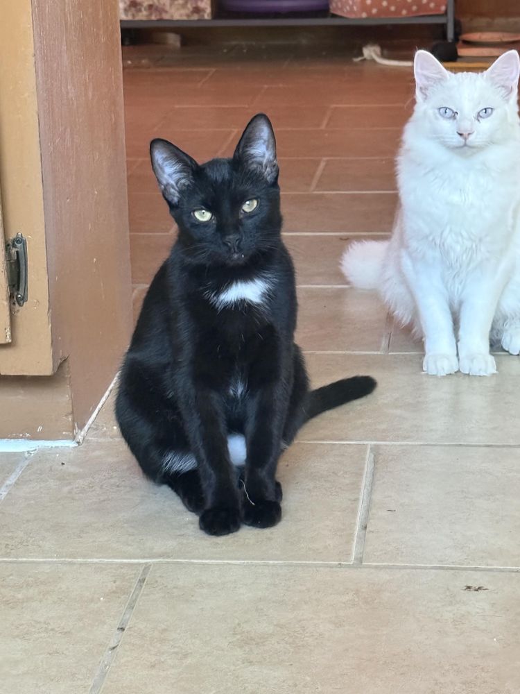 Belá Bartok is a Domestic Long Hair mix cat, available for adoption in Albuquerque, NM.