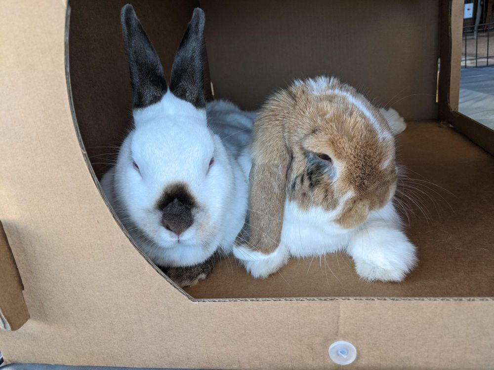 Popcorn & Zoey is a Holland Lop and Himalayan rabbit, available for adoption in Los Angeles, CA.