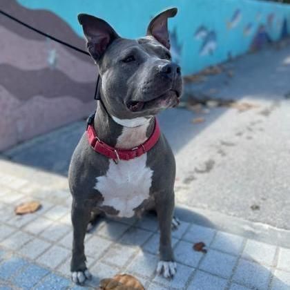 S/C Giana is a American Bulldog available for adoption in North Miami Beach, FL.