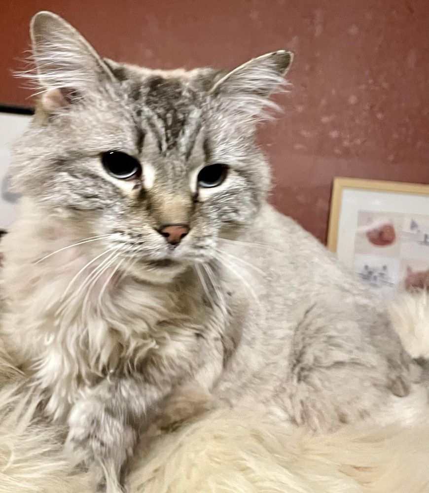 Ashley is a Domestic Long Hair mix cat, available for adoption in Lacon, IL.