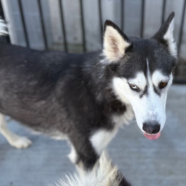 lefty is a Husky dog, available for adoption in Eufaula, OK.