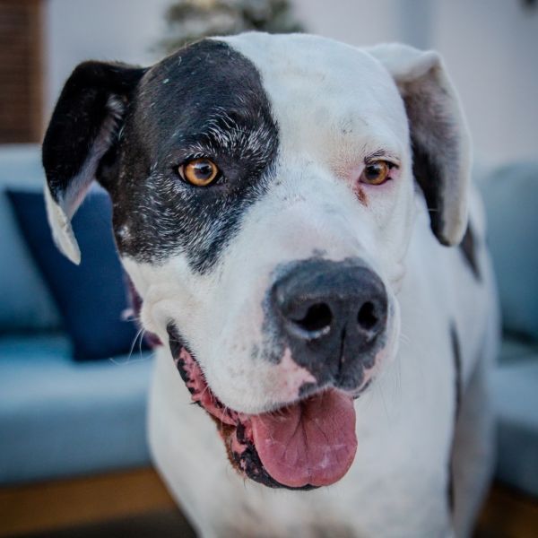 Zena A2019230 is a Great Dane dog, available for adoption in Mission Hills, CA.