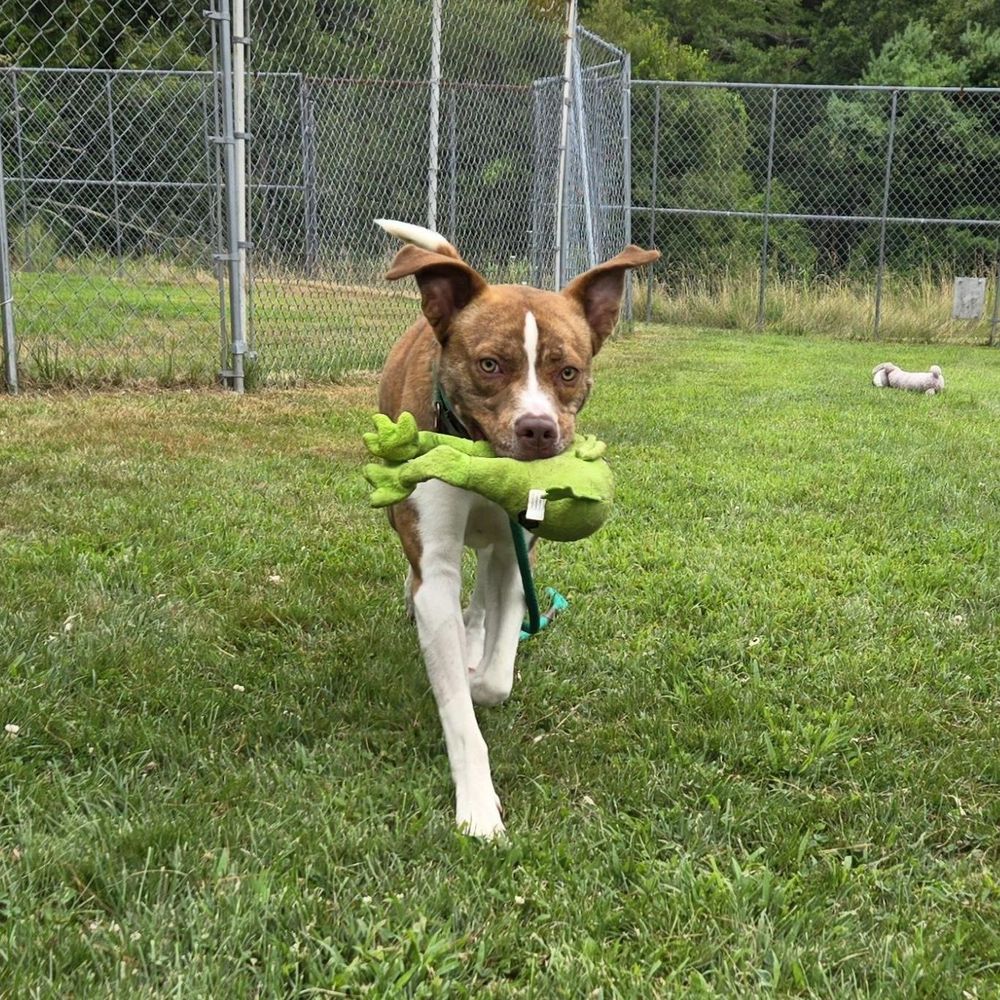 Oz is a Hound and Pit Bull Terrier dog, available for adoption in Charlestown, RI.
